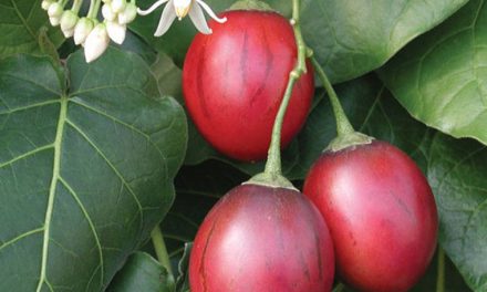 What is Tamarillo? How to grow Tamarillo?