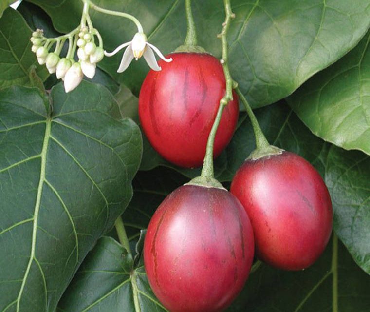 What is Tamarillo? How to grow Tamarillo?