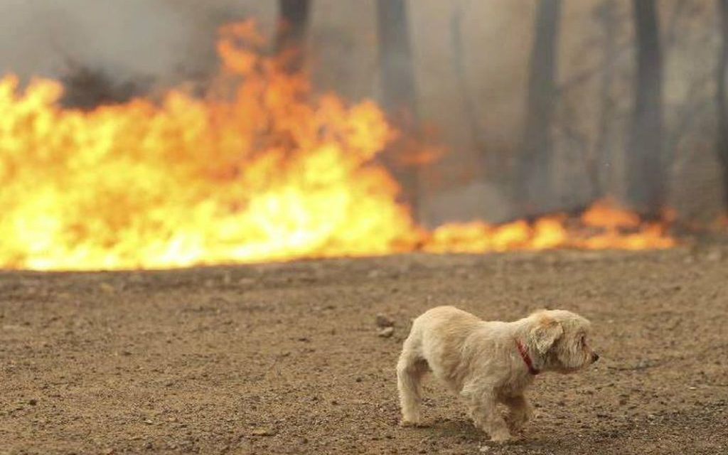How are pets protected in forest fires?