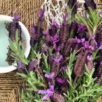 What is bract lavender? How is bract lavender Tea Prepared?
