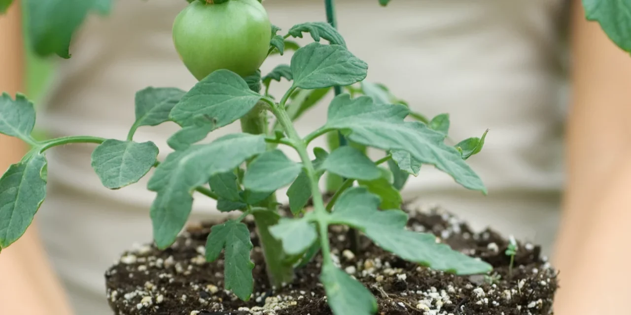 Why don’t my tomato seedlings grow?