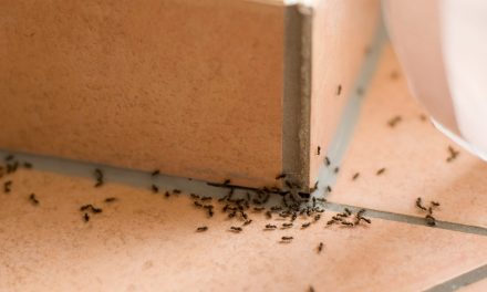 How does ants go without killing? Final solutions