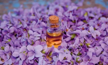 Violet oil is applied to the face? What are the benefits of hair?