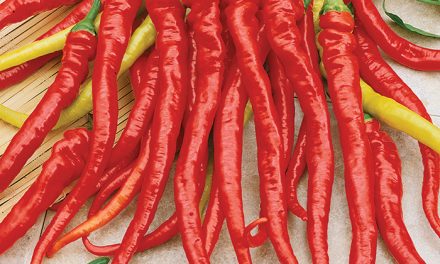 Cayenne pepper is painful? Where does Cayenne grow?