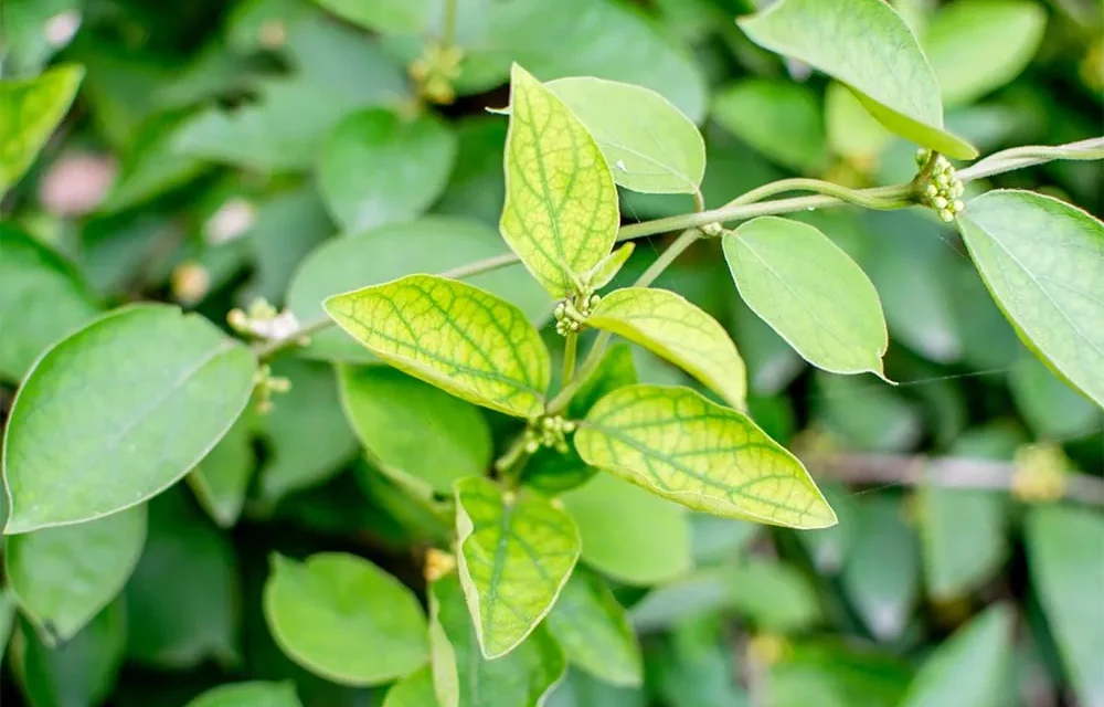 How to use the gurmar plant? Gymnema sylvestre