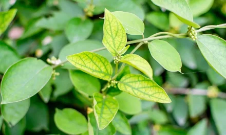 How to use the gurmar plant? Gymnema sylvestre