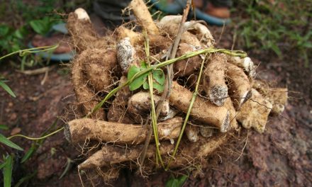 What is the wild yam root? What are YAMS benefits?
