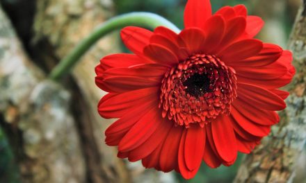 Gerbera Flower Care: How to Grow?