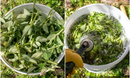 How to make nettle fertilizer? Which plants are used in?