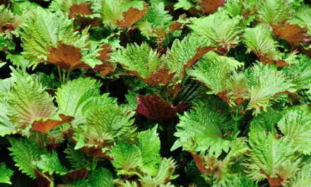 What is steak grass? How to use Shiso (Perilla)?
