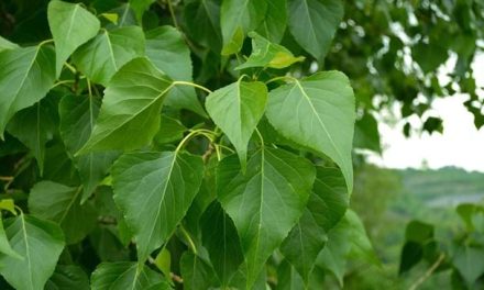 What is the poplar leaf good for? Benefits