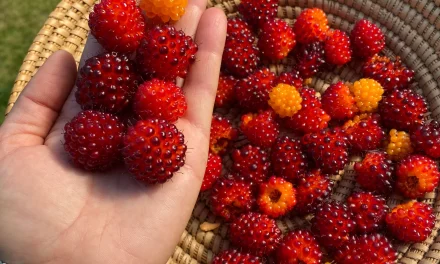What is Salmonberry? How to use?