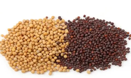 What is the difference of black and yellow mustard seeds?
