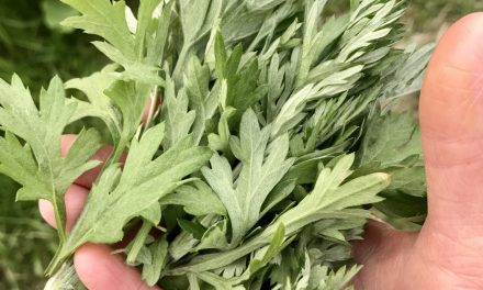 Which plant is mugwort? Benefits to Skin