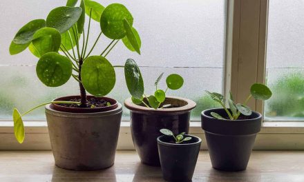 Pilea Care: How to Reproduce?