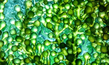 What are the benefits of algae oil? Algae