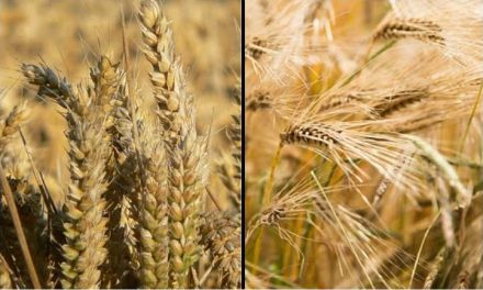 What is the difference between barley and wheat?