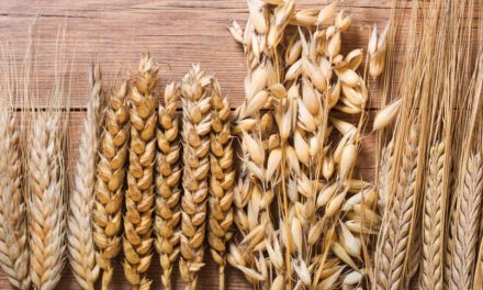 What is the difference between oats and wheat?