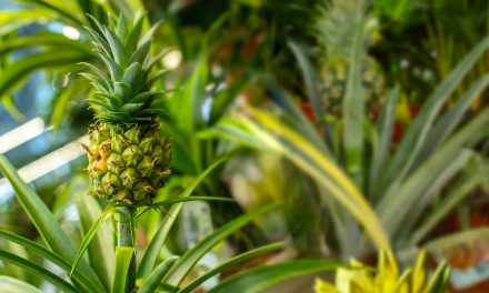 How to cut pineapple? Where does it grow?