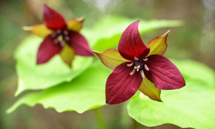What is Beth Root (Red Trillium)? Benefits