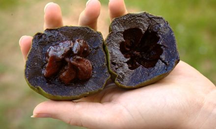 What is chocolate fruit? How to Eat Black Sapote? How does it taste?