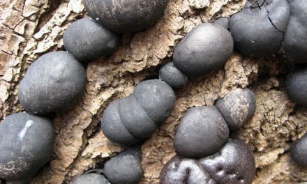Is Daldinia Concentric poisonous? Coal mushroom