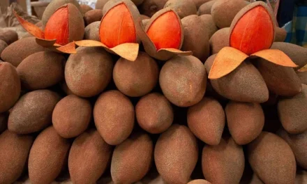 What is Mamey Sapote? What are the benefits?