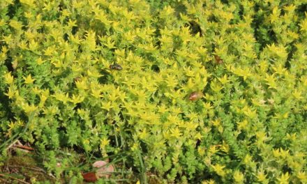 What are the Benefits of Stonecrop?