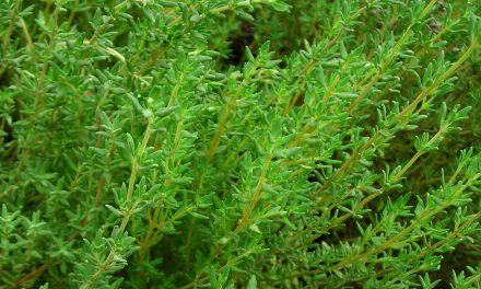 What is the difference between Zahter and thyme?