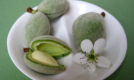 When is Çağla almond out? Cagla pickle recipe
