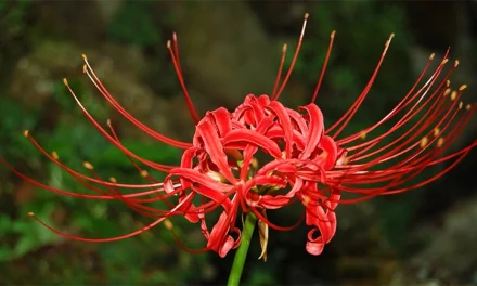 What is Higanbana Flower Meaning? What is the story?