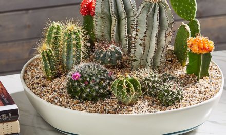 Cactus Coster Recipes & Honey Water on Cactuses