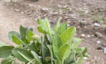 How to use fresh sage? How to dried?