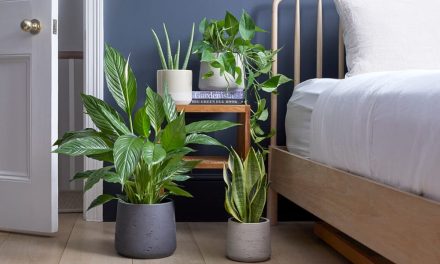Which plants are placed in the bedroom?