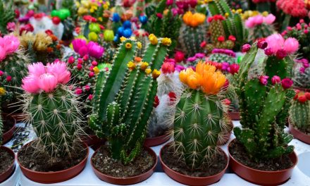 What are the types of blooming cactus?