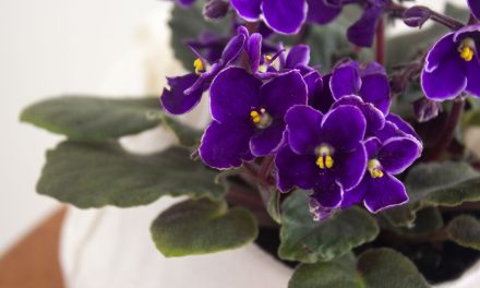 Violet Care & Violet Reproduction