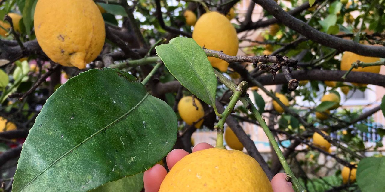 How to prepare water with lemon? Does it weaken?