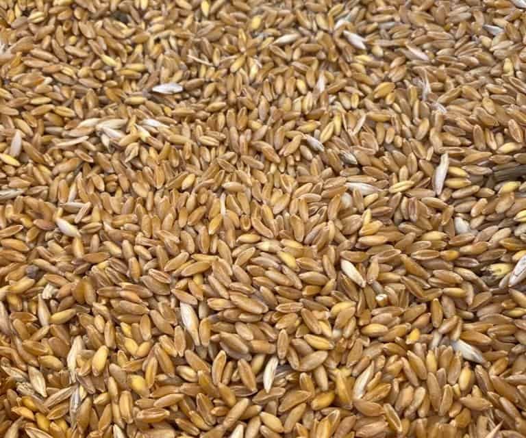 What is Karakılçık wheat, genetically unspoiled wheat?