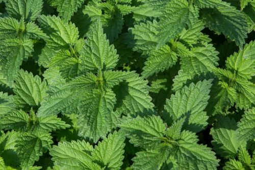 What are the benefits of nettle skin and hair?