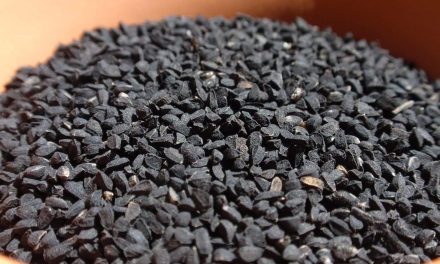 Is it possible to slimming with black seed?