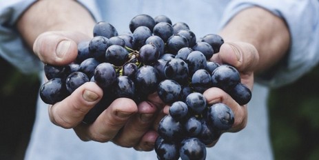 What are the benefits of Şiraz Essence? What is Şiraz Grape extract?