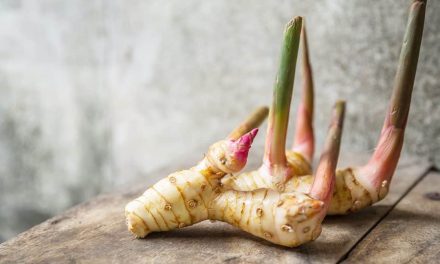 How to Use Root Coat? Ginger Turmeric Havlican