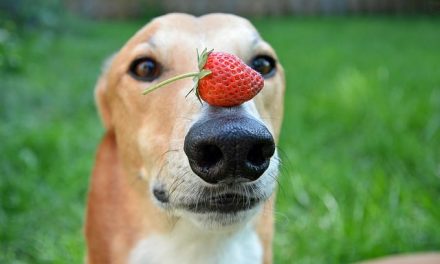 Do dogs eat fruit? Do the dogs eat apples?