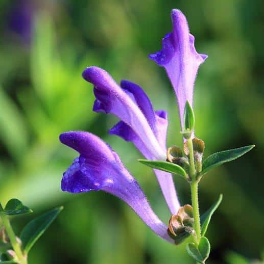 What is Blue Kaside Grass? What are the benefits of Chinese skullcap?
