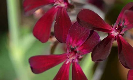What does African geranium do?