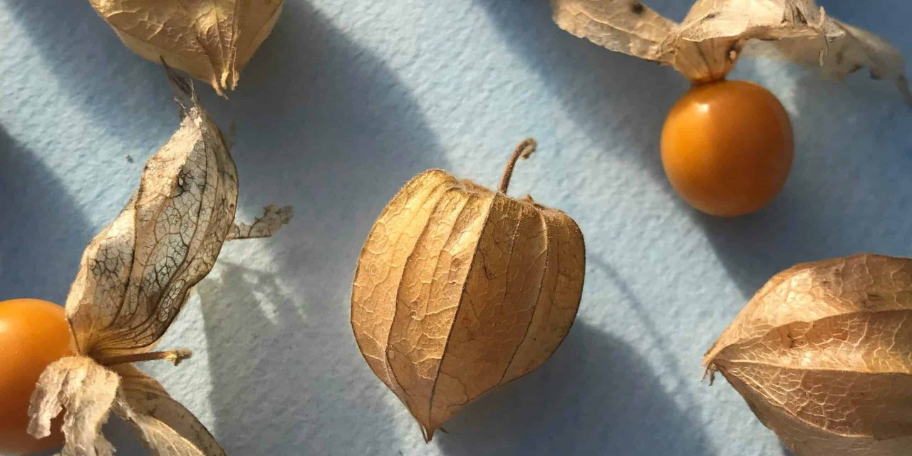How to dried golden strawberries? How to hide?