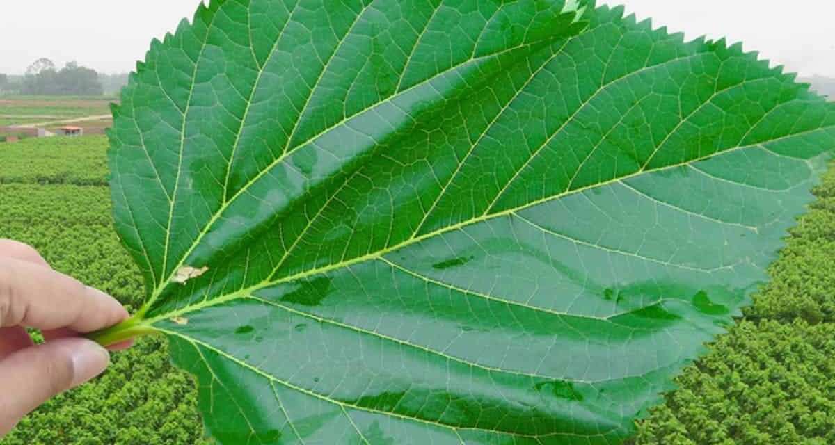 When is the mulberry leaf collected? What are the damages?
