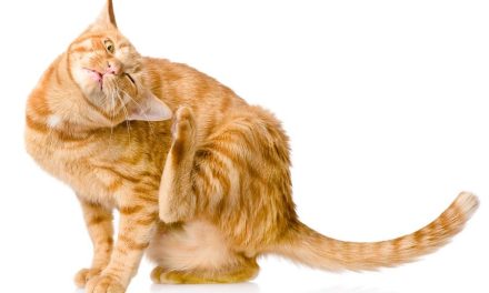 What are the symptoms of food allergy in cats?