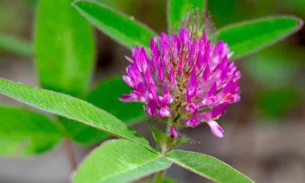How to use red clover menopause?