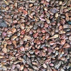 What is Black Grape Seed? What are the Benefits?